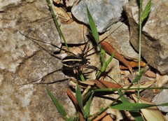 Zachaeus