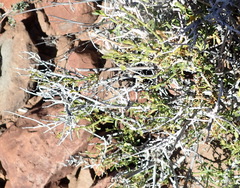 Monechma spartioides