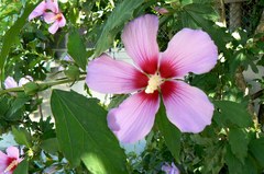 Hibiscus syriacus