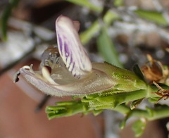 Monechma spartioides