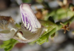 Monechma spartioides