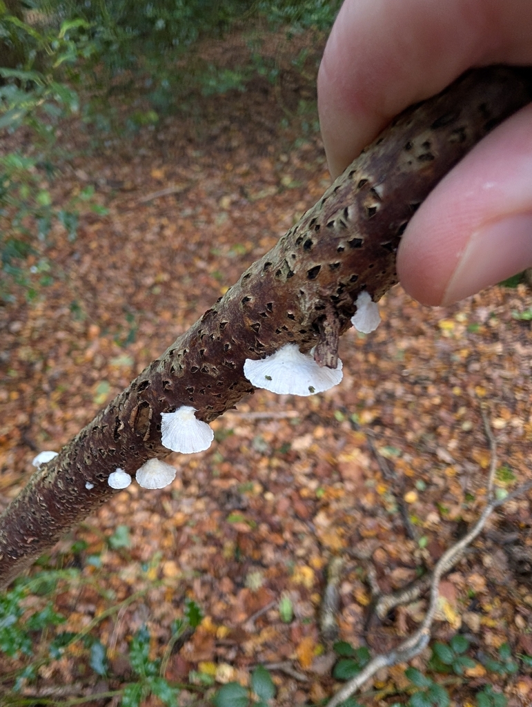 Crepidotus · November 2025 · photo: © heather-hyfae (iNaturalist, cc-by)