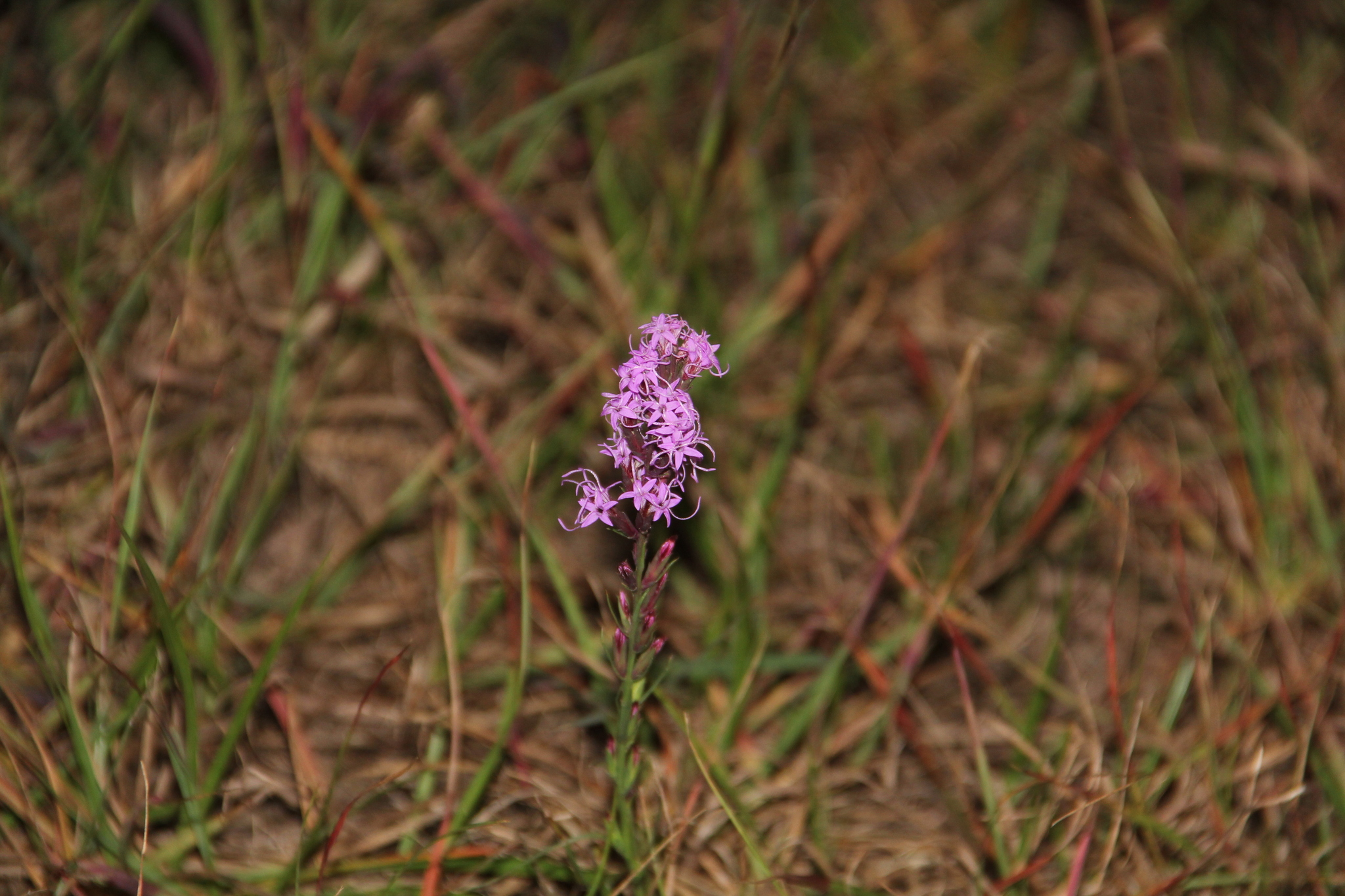 Sharp Blazing Star (Liatris acidota)