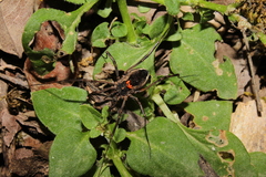 Zachaeus