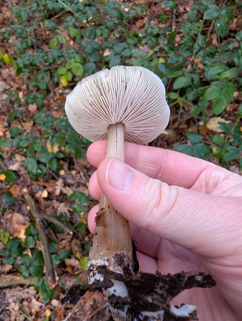 Rhodocollybia asema · November 2025 · photo: © heather-hyfae (iNaturalist, cc-by)