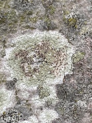 Lichenoconium lecanorae