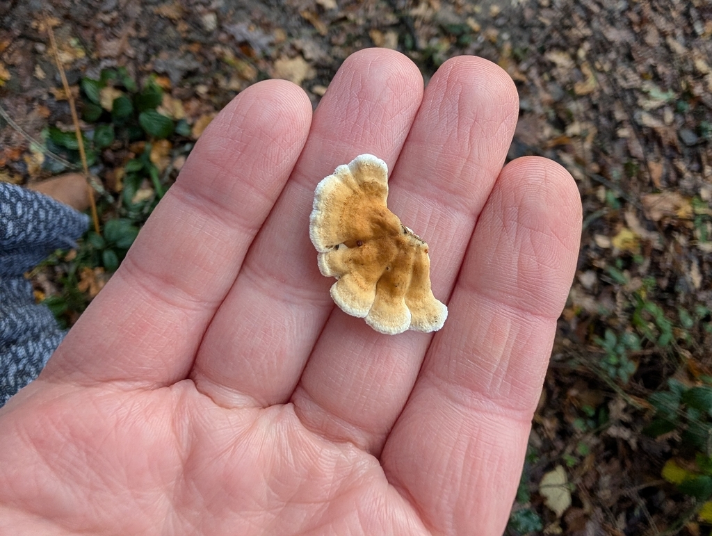 Plicatura crispa · November 2025 · photo: © heather-hyfae (iNaturalist, cc-by)