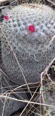 Mammillaria haageana conspicua