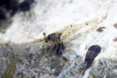 Palaemon affinis