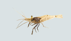 Palaemon affinis