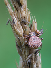 Xysticus audax