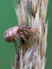 Xysticus audax
