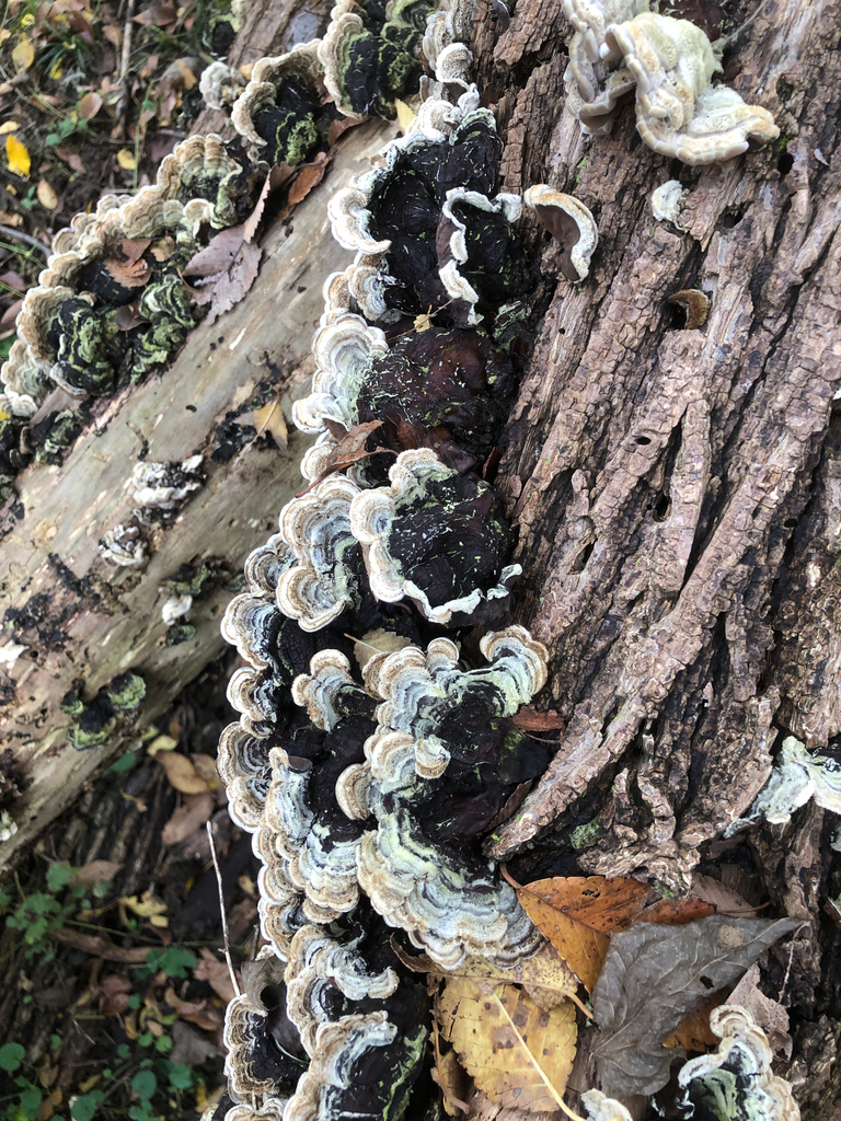 Auricularia mesenterica · November 2025 · photo: © marcellomanara (iNaturalist, cc-by)