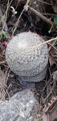 Mammillaria haageana conspicua
