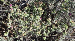 Trichodiadema setuliferum