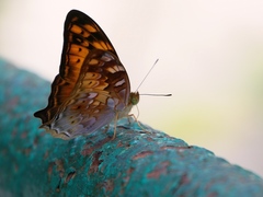 Vagrans sinha