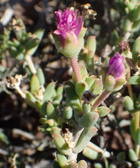 Trichodiadema setuliferum