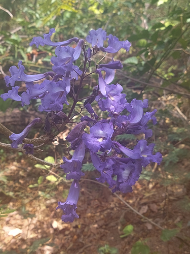 Jacaranda brasiliana, 2025-11-18