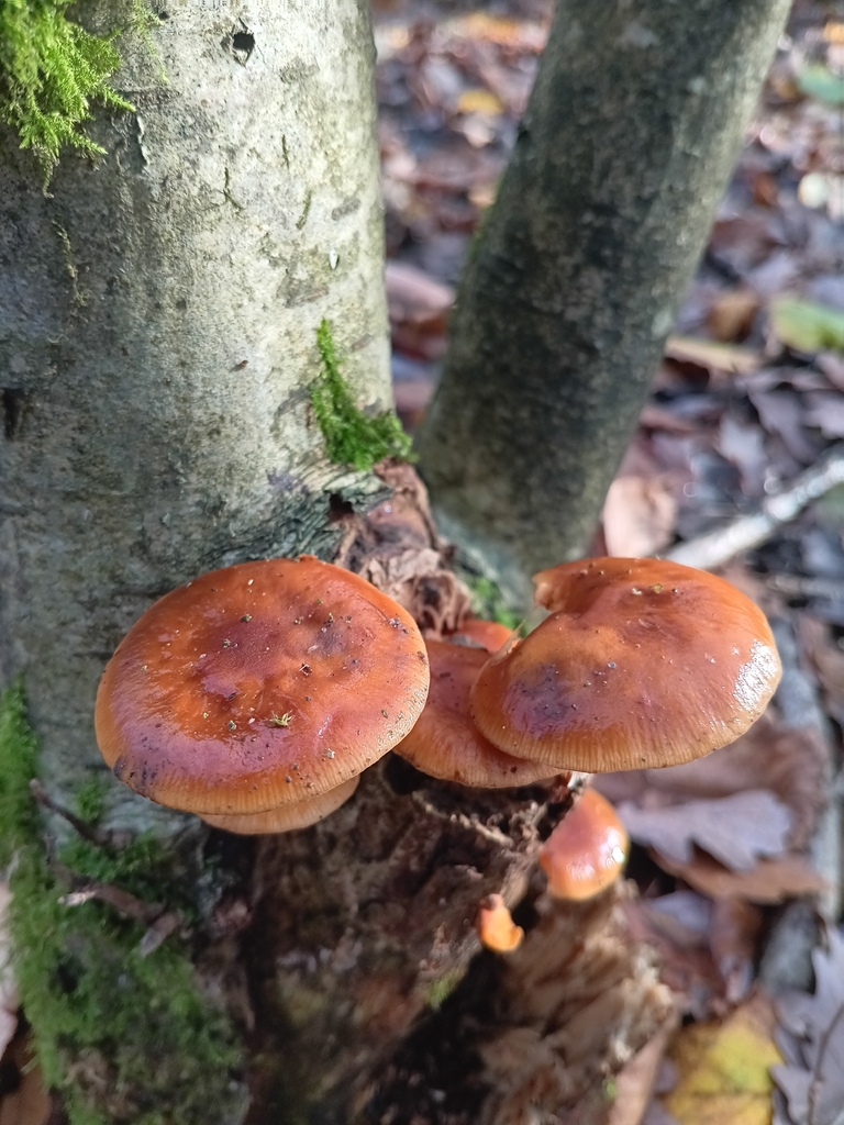 Flammulina · November 2025 · photo: © considerthelilies (iNaturalist, cc-by)