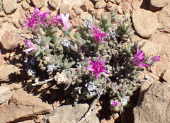 Trichodiadema setuliferum