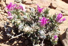 Trichodiadema setuliferum