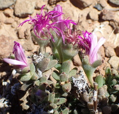 Trichodiadema setuliferum