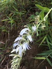 Lobelia pyramidalis