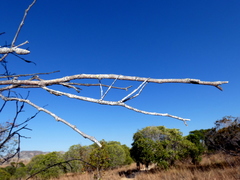 Achrioptera impennis