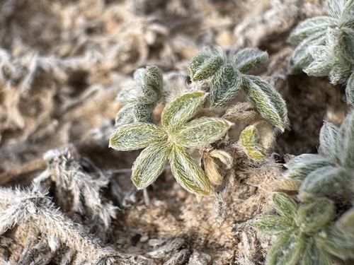 Chaco Milkvetch (Astragalus micromerius)