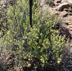 Asparagus mucronatus