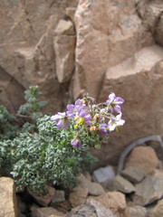 Solanum brachyantherum