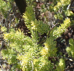 Asparagus mucronatus