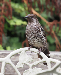 Little Wattlebird photo 5