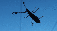 Compsocerus violaceus