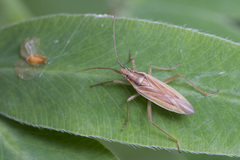 Stenodema holsata