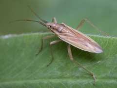Stenodema holsata