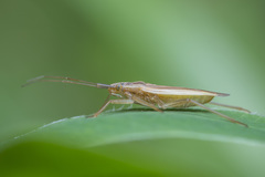 Stenodema holsata
