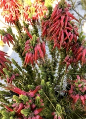 Erica monadelphia