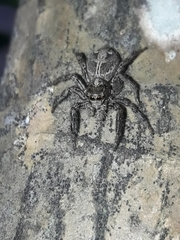Plexippus paykulli