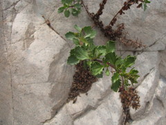 Ophryosporus