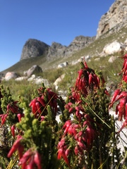 Erica monadelphia