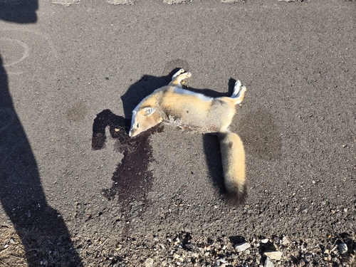 Swift Fox observed by kjmeier