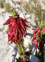 Erica monadelphia