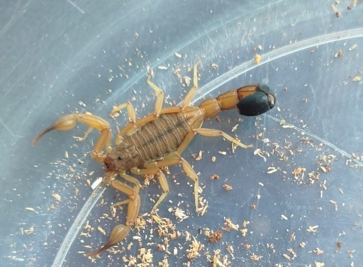 Ischnotelson guanambiensis