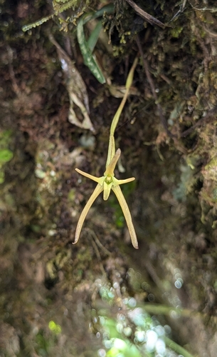 Maxillaria jacquelineana