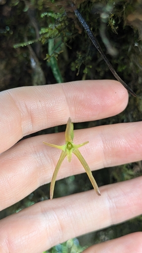Maxillaria jacquelineana, photograph 1
