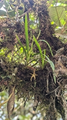 Maxillaria jacquelineana, photograph (c) Thibaud Aronson, some rights reserved (CC BY-SA)