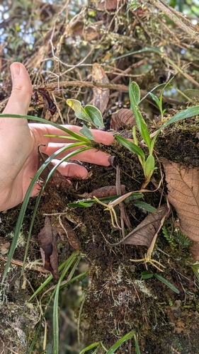 Maxillaria jacquelineana, photograph 3