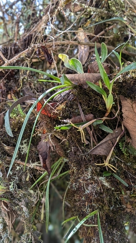 Maxillaria jacquelineana, photograph 4