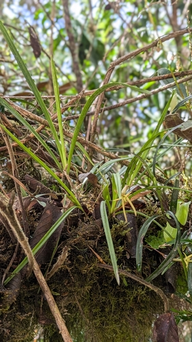 Maxillaria jacquelineana, photograph 5